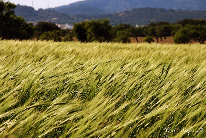 brisa-de-primavera-f74fec22-2cdf-42d4-8a97-67ef2b03ae7c